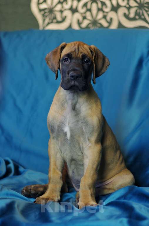 Собаки в других городах Приморского края: Щенок немецкого дога. Сука. Окрас палевый Девочка, Бесплатно - фото 1