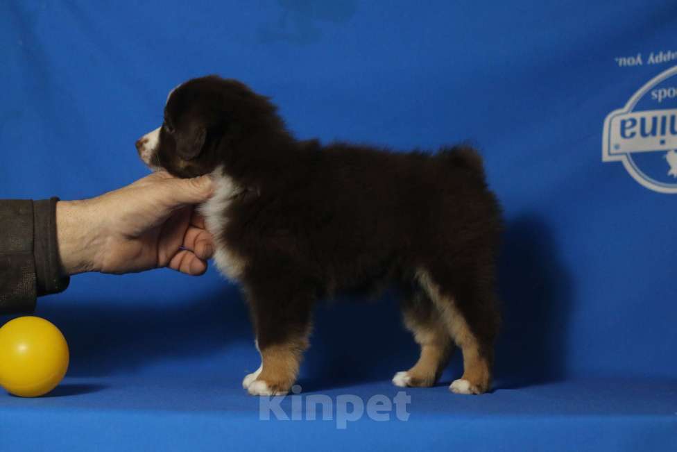 Собаки в Рязани: Щенки мас Разнополые, Бесплатно - фото 4