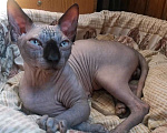 Кошки в Котельнике: канадский сфинкс в добрые руки Мальчик, Бесплатно - фото 2