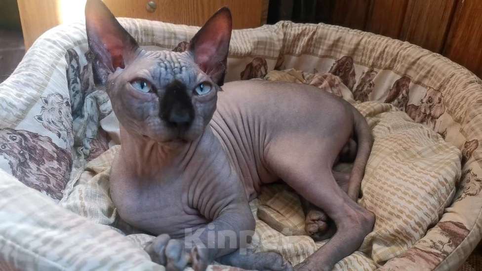 Кошки в Котельнике: канадский сфинкс в добрые руки Мальчик, Бесплатно - фото 2
