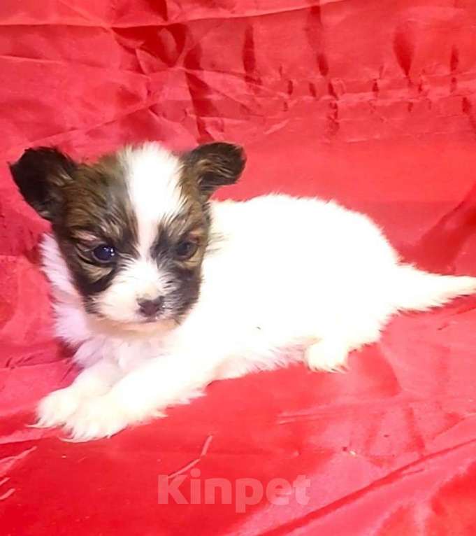 Собаки в Красноармейске: Щенки папийона бело-соболиные Мальчик, 35 000 руб. - фото 6