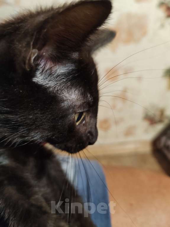 Кошки в Санкт-Петербурге: Уголёк на счастье! Мальчик, Бесплатно - фото 2