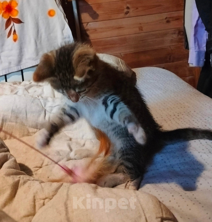 Кошки в Москве: Маруся ищет дом! Девочка, Бесплатно - фото 8