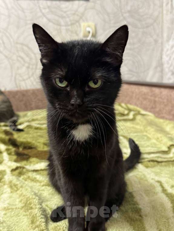 Кошки в Калуге: Кошка Девочка, Бесплатно - фото 1