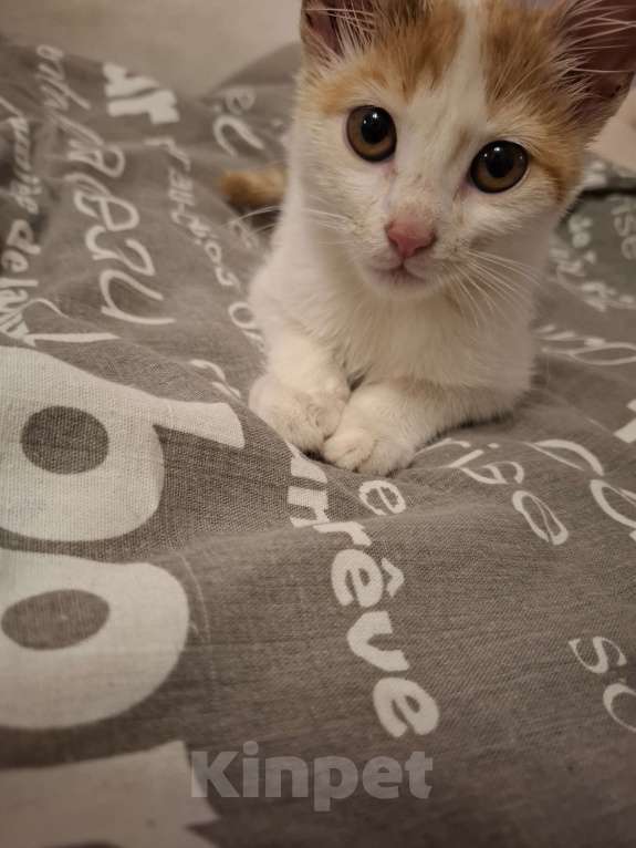 Кошки в Химках: Котенок мальчик 1 месяц Мальчик, Бесплатно - фото 4