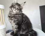 Кошки в Москве: Котенок мейн кун, котик Мальчик, 50 000 руб. - фото 1