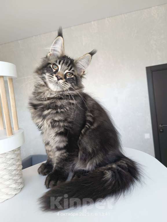Кошки в Москве: Котенок мейн кун, котик Мальчик, 50 000 руб. - фото 1