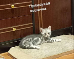 Кошки в Новосибирске: Кукла Девочка, Бесплатно - фото 1