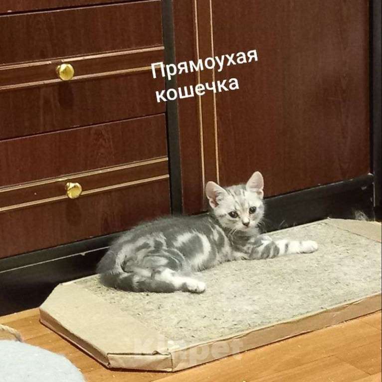 Кошки в Новосибирске: Кукла Девочка, Бесплатно - фото 1