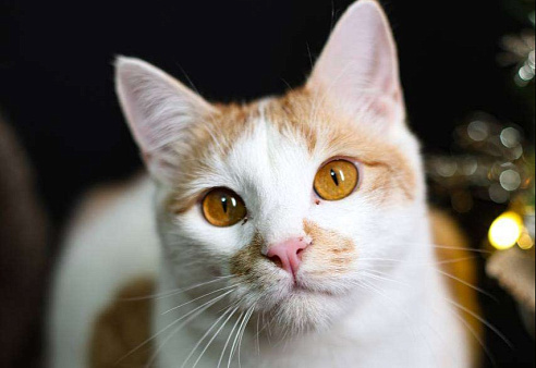 Рыжулькин - это 5 кг счастья в одном комочке. 