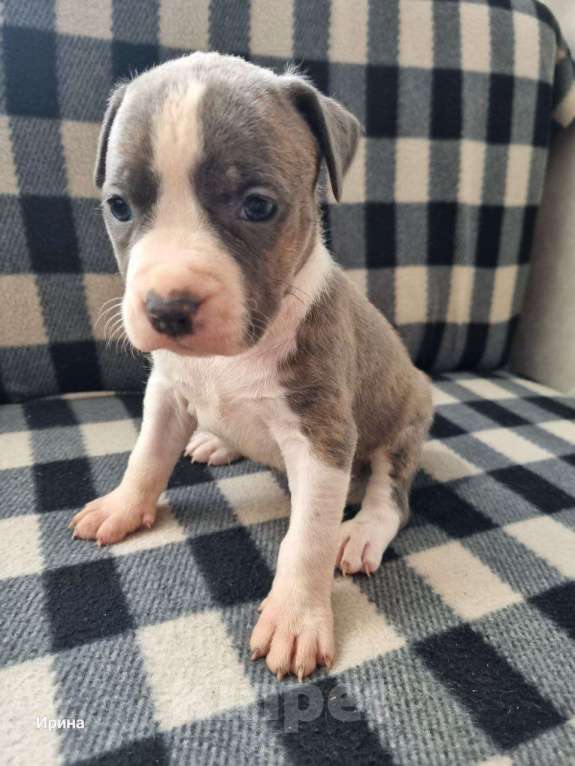 Собаки в Самаре: В продаже изысканные щенки американского стаффордширского терьера! Разнополые, 15 000 руб. - фото 3