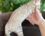 Кошки в Пушкино: Мальчик минк Мальчик, Бесплатно - фото 3