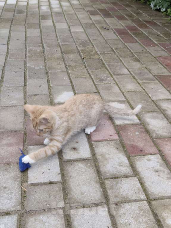 Кошки в других городах Ленинградской области: Кузя Мальчик, Бесплатно - фото 6