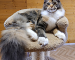 Кошки в Екатеринбурге: Котенок мейн-кун Девочка, 35 000 руб. - фото 5