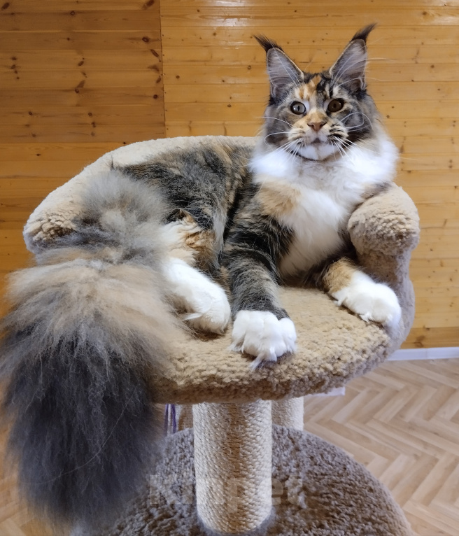 Кошки в Екатеринбурге: Котенок мейн-кун Девочка, 35 000 руб. - фото 5