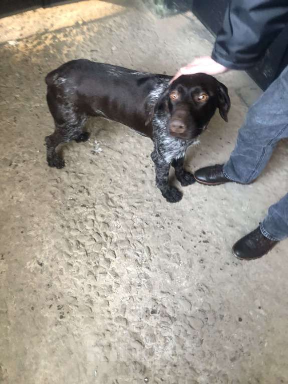 Кошки в Ростове-на-Дону: Потерялся курцхаар Мальчик, 1 000 руб. - фото 3