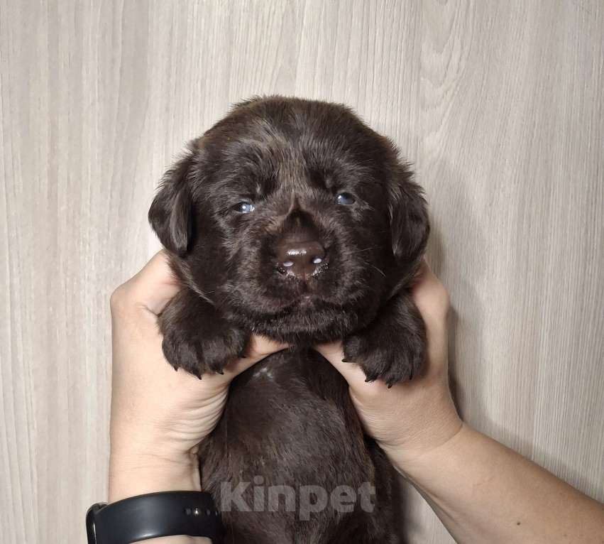 Собаки в Перми: Щенок лабрадора  Мальчик, 70 000 руб. - фото 4