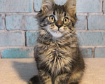 Кошки в Волхове: Котята породы мейн-кун мальчики. Мальчик, 15 000 руб. - фото 4