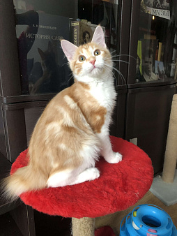 Кошка Зария