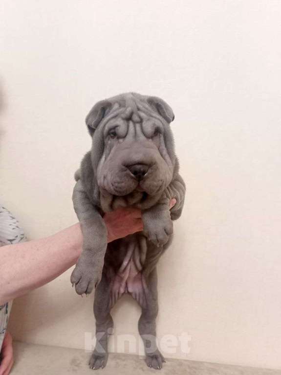 Собаки в Омске: Шарпей, Щенок Девочка, Бесплатно - фото 3