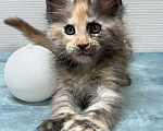 Кошки в Москве: Мейн-кун полидакт девочка Девочка, 35 000 руб. - фото 3