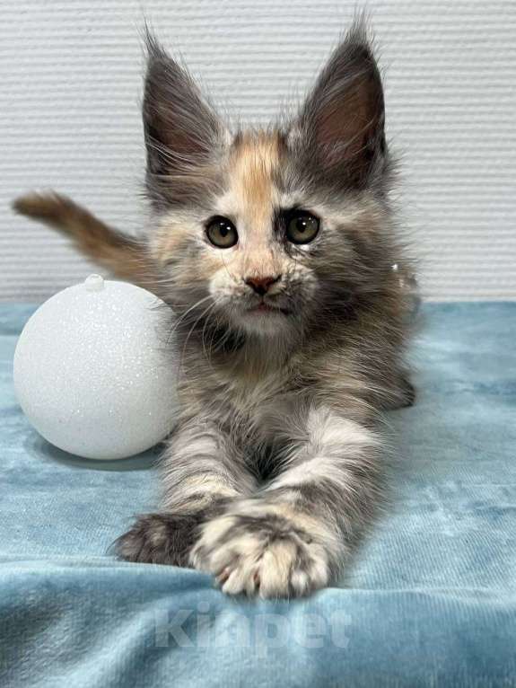Кошки в Москве: Мейн-кун полидакт девочка Девочка, 35 000 руб. - фото 3