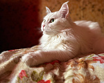 Кошки в Реутове: Кошечка в добрые руки Девочка, Бесплатно - фото 1
