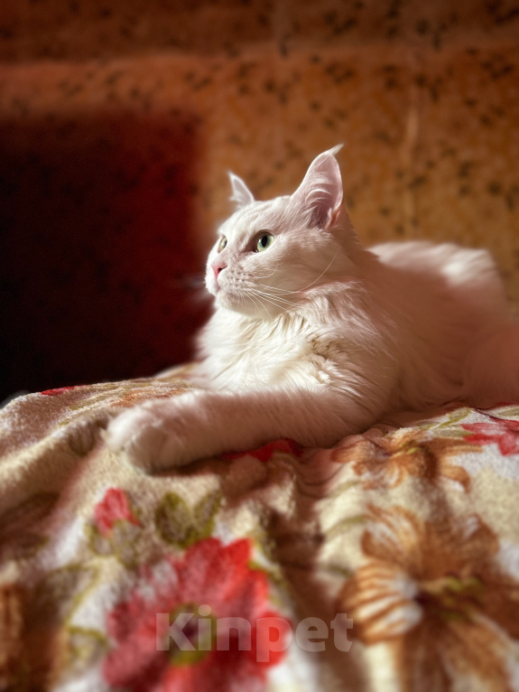 Кошки в Реутове: Кошечка в добрые руки Девочка, Бесплатно - фото 1