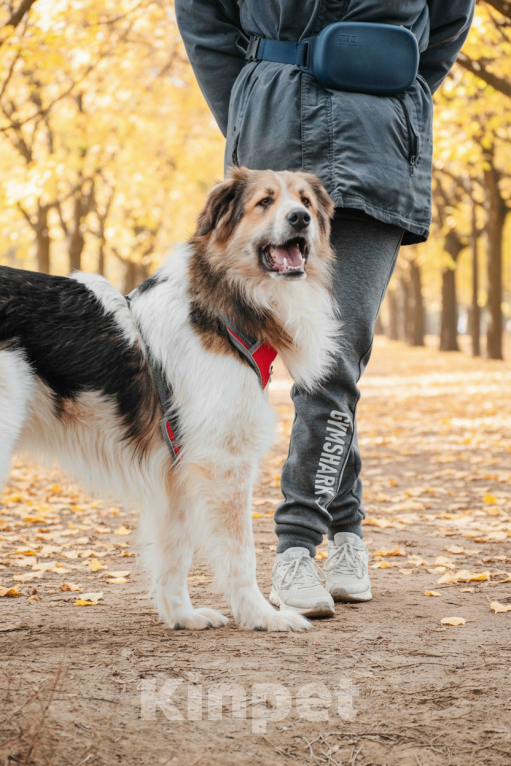 Собаки в Москве: Дюша - метис бордер-колли из приюта в добрые руки Мальчик, Бесплатно - фото 6