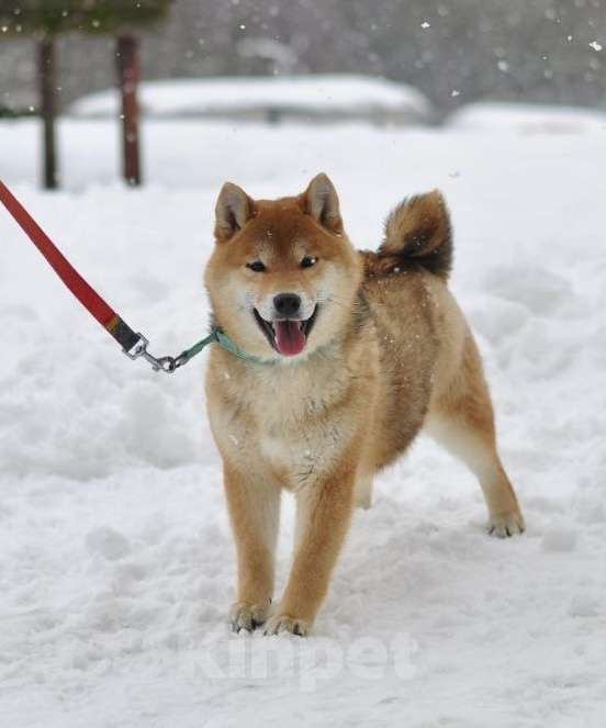Собаки в Задонске: Девочка Сиба Девочка, 40 000 руб. - фото 1