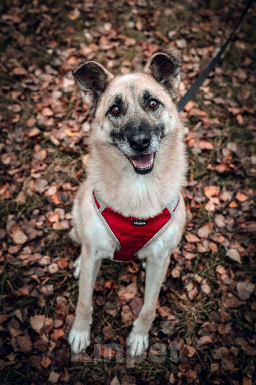 Собаки в Москве: Снежок Мальчик, Бесплатно - фото 1