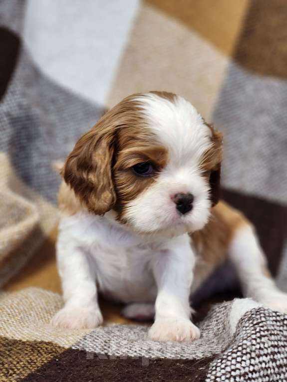 Собаки в Анапе: Синяя лента  Мальчик, 80 000 руб. - фото 9