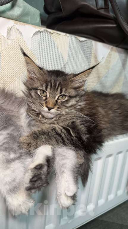 Кошки в Санкт-Петербурге: Котёнок мейн-кун Девочка, 28 000 руб. - фото 6