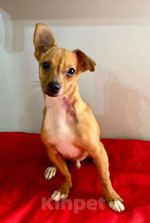 Собаки в Ростове-на-Дону: Малыш Финик в поисках дома! Мальчик, Бесплатно - фото 2