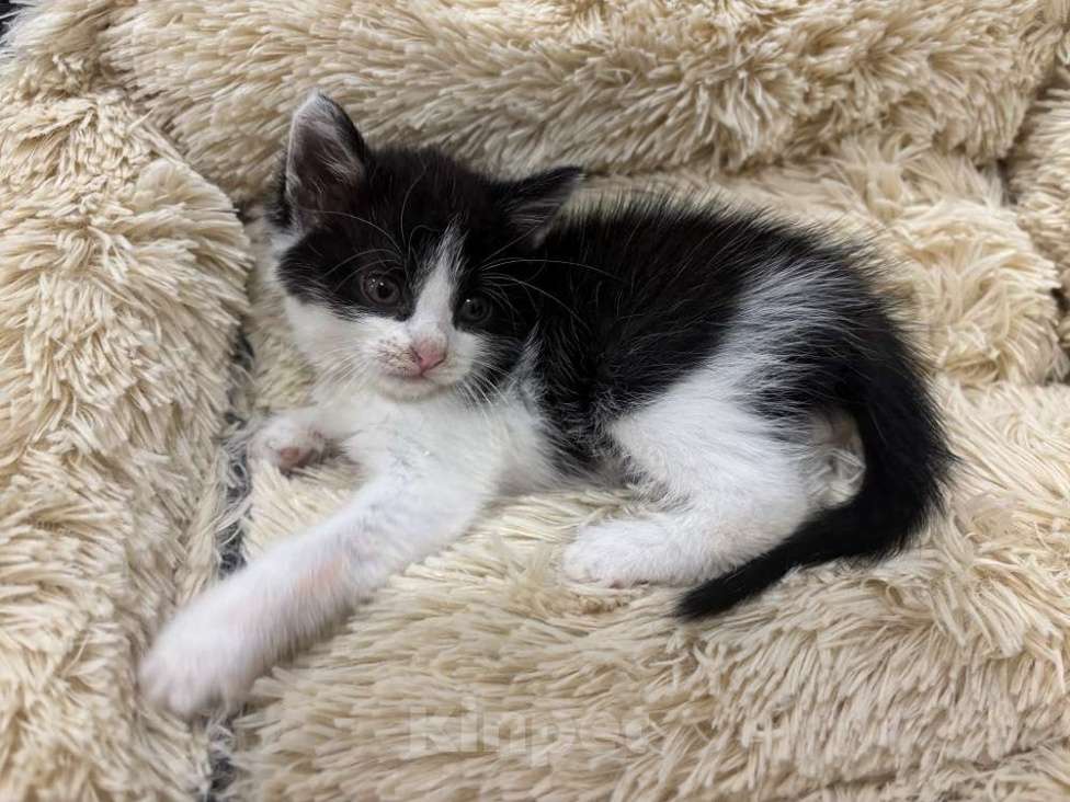 Кошки в Москве: Красивая 2 мес малышка Шаня в добрые руки! Девочка, Бесплатно - фото 6
