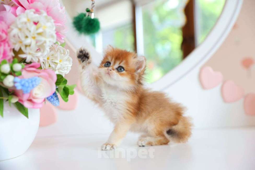 Кошки в Новосибирске: Picanto ny12  Мальчик, 100 000 руб. - фото 3