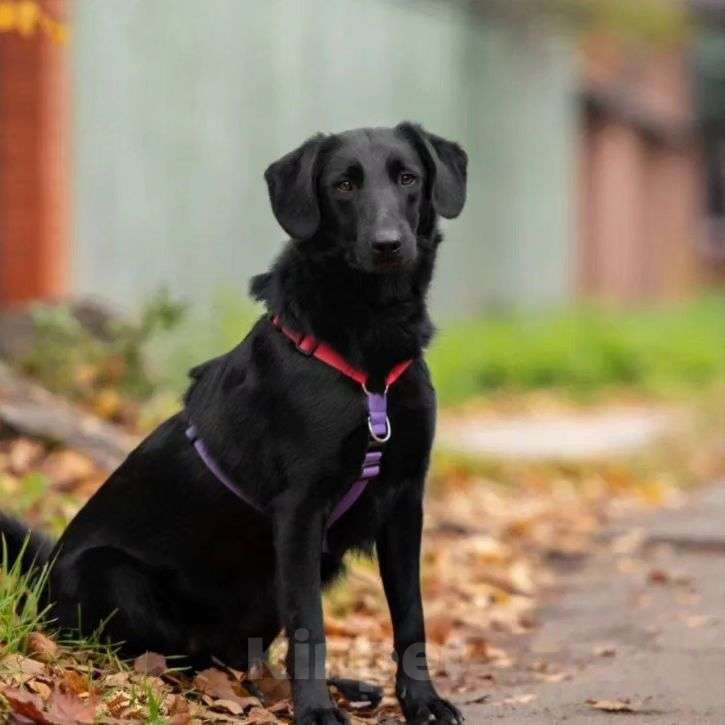 Собаки в Лобне: Небольшой и благородный Кайрос в поиске своей семьи Мальчик, Бесплатно - фото 2
