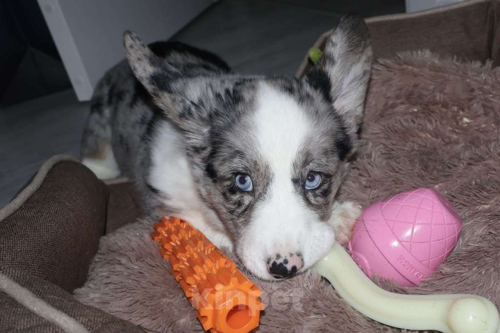 Собаки в Санкт-Петербурге: Продается Вельш Корги Кардиган, щенок Девочка, 80 000 руб. - фото 5