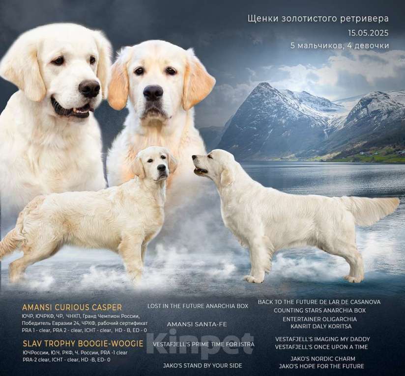 Собаки в Москве: Щенки золотистого( голден) ретривера Девочка, 70 000 руб. - фото 7
