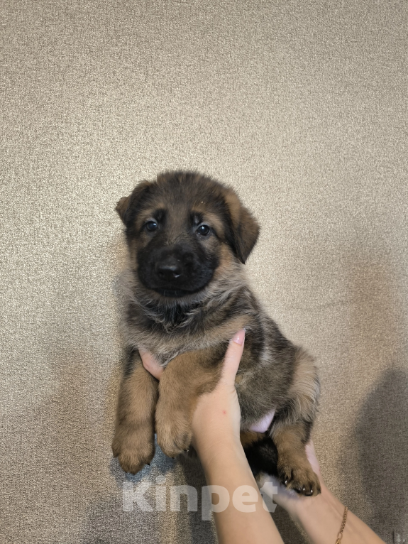 Собаки в Самаре: Щенки немецкой овчарки Девочка, 15 000 руб. - фото 2