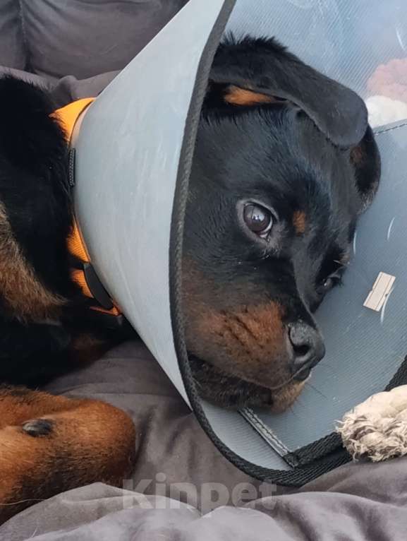 Собаки в других городах Московской области: Отдаю в любящие и заботливые руки Мальчик, Бесплатно - фото 3