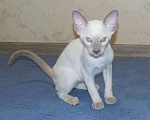 Кошки в Краснодаре: Ориентальный котенок Девочка, 15 000 руб. - фото 2