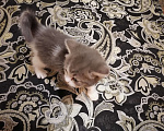 Кошки в Подольске: Котята  Девочка, 1 500 руб. - фото 2