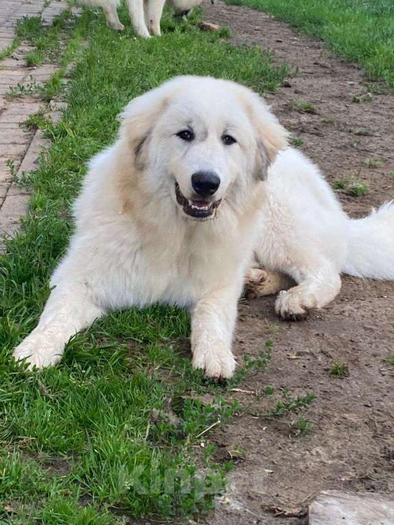 Собаки в Воскресенске: Щенки Пиренейской горной собаки  Мальчик, 50 000 руб. - фото 3