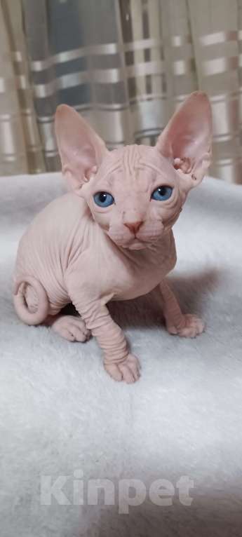 Кошки в Москве: Белый Мальчик, 30 000 руб. - фото 4