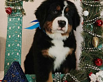 Собаки в Новосибирске: Бернский зенненхунд Мальчик, 150 000 руб. - фото 3