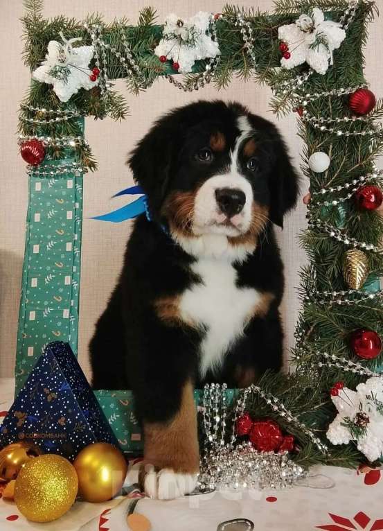 Собаки в Новосибирске: Бернский зенненхунд Мальчик, 150 000 руб. - фото 3