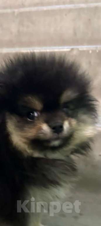 Собаки в Екатеринбурге: шпицемишка  черно-подпалого  окраса Мальчик, Бесплатно - фото 3