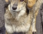 Собаки в Кемерово: Умный щенок в добрые руки Девочка, 100 руб. - фото 2