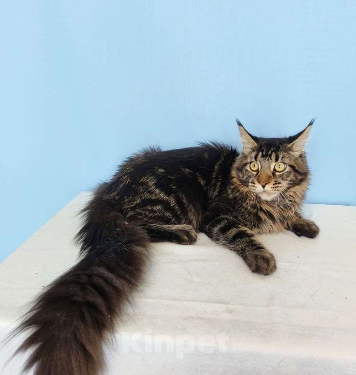 Кошки в Москве: Котёнок Мейн-Кун из питомника Мальчик Мальчик, 30 000 руб. - фото 3